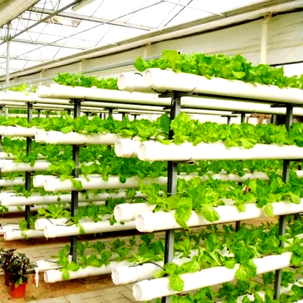 Outdoor Hydroponic Tower Grow  - Hydroponic Tower review and price
