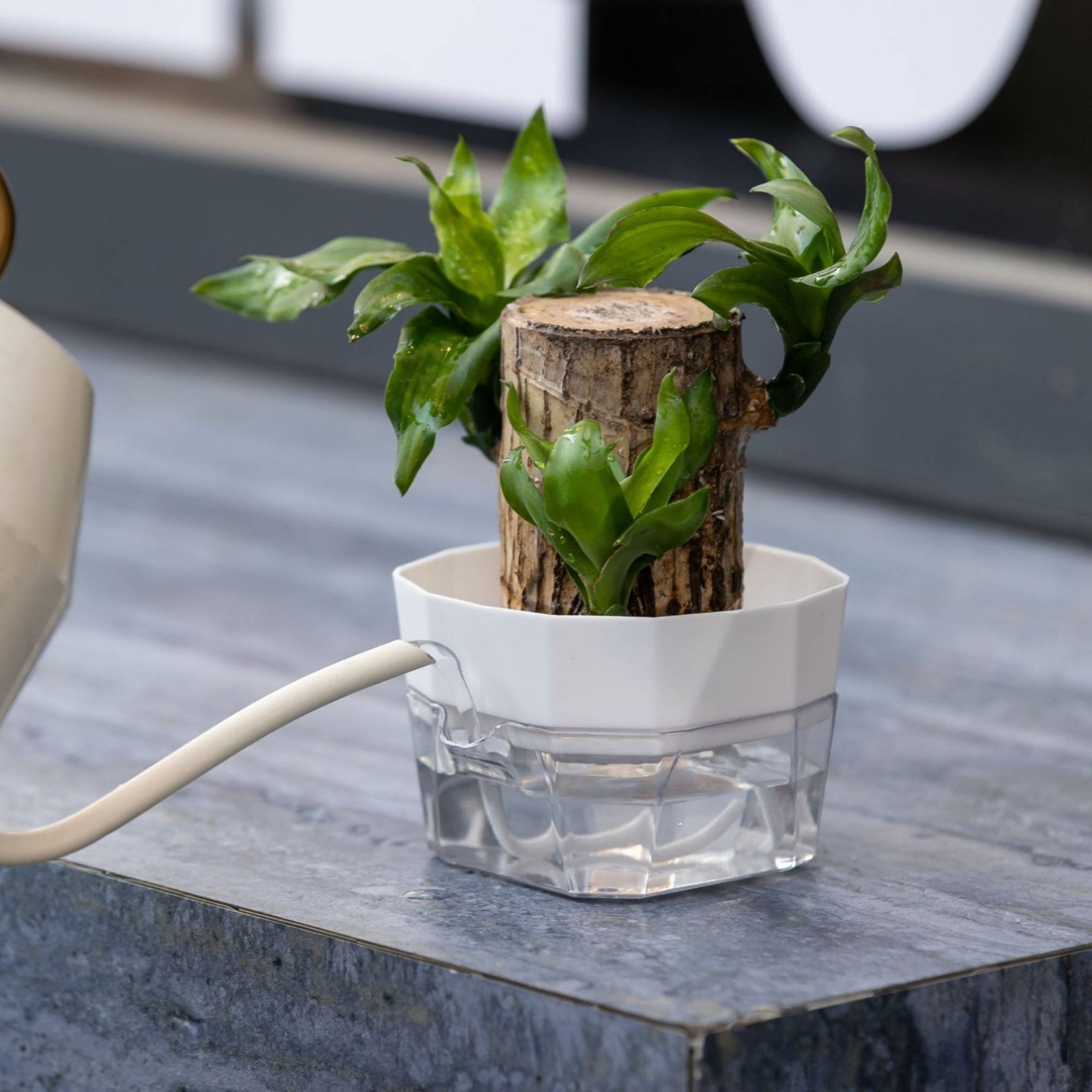 Hydroponic Bulb Vase 2-Tier De - Automatic Watering review and price