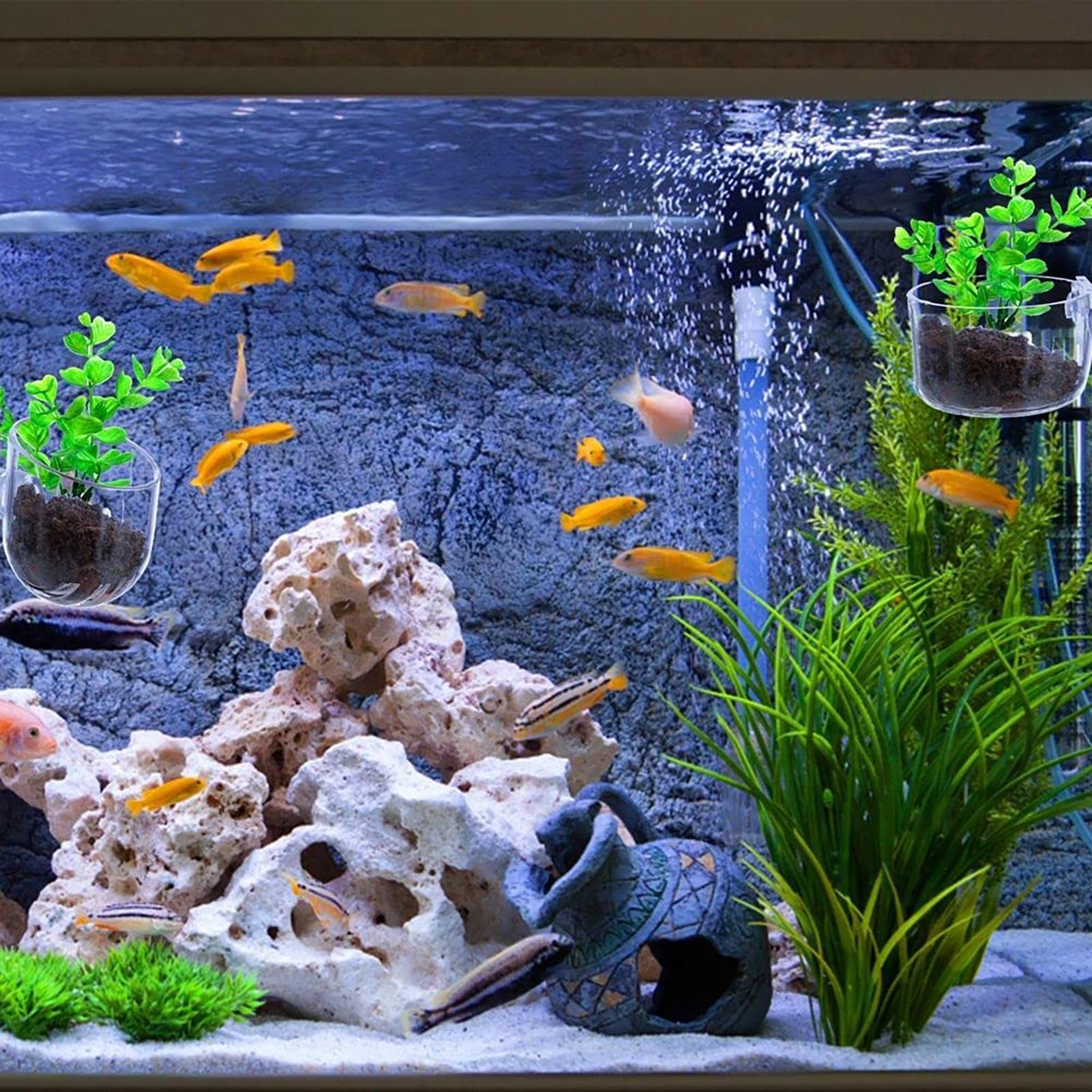 Aquatic Plant Pot Clear Acryli - Hydroponic Grow Pod review and price