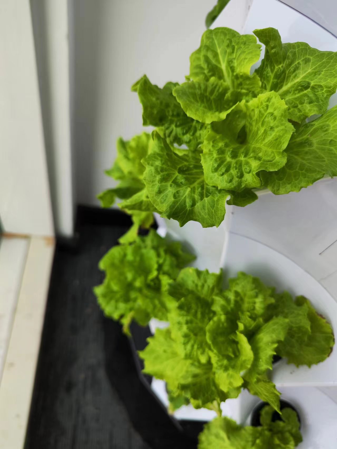 Farm Auto Irrigation Drip Kit  - Hydroponic Tower review and price